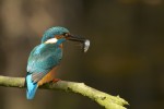 Ijsvogel op jacht in de Tienhovense plassen