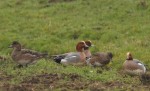 grote groepen smienten weer aanwezig in Bethunepolder